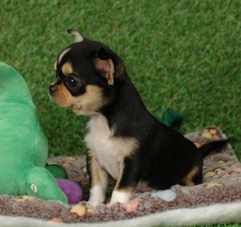 Собаки в Москве: Мини мальчик чихуа Мальчик, 15 000 руб. - фото 2