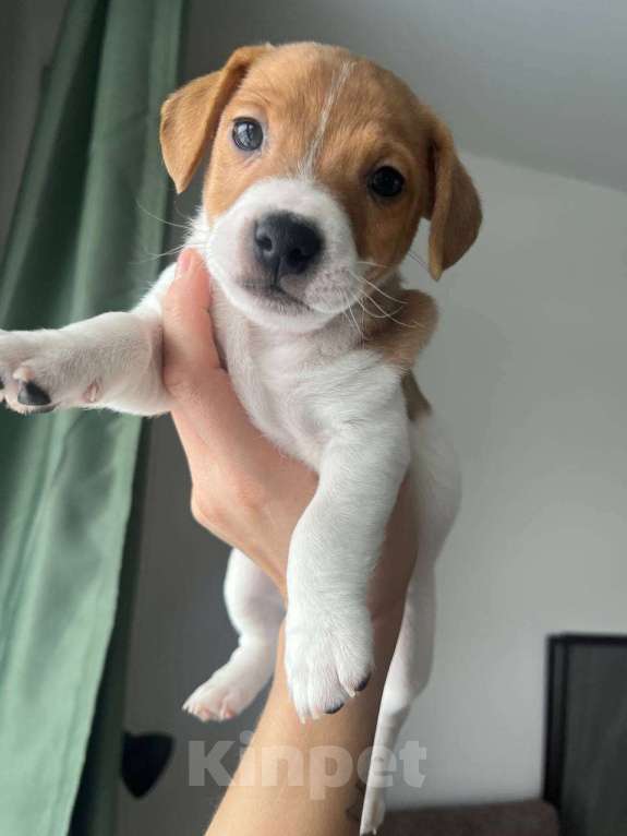 Собаки в Одинцово: Щенок Джек Рассел терьер Мальчик, 45 000 руб. - фото 4