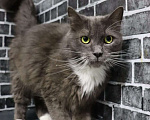 Кошки в Москве: Мягкий, пушистый, уютный кот - Пушистик Мальчик, Бесплатно - фото 2