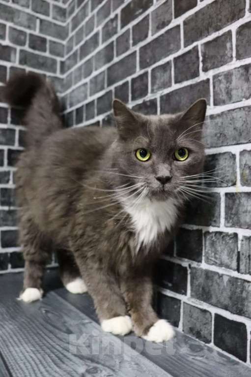 Кошки в Москве: Мягкий, пушистый, уютный кот - Пушистик Мальчик, Бесплатно - фото 2