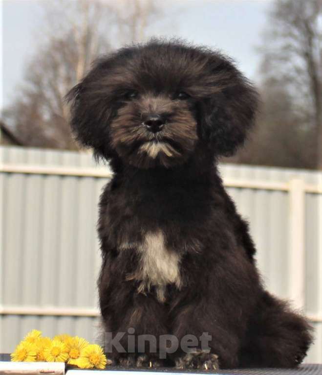 Собаки в Москве: мальтипу мини и микро, бэби фейс Мальчик, 100 000 руб. - фото 4