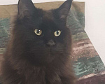 Кошки в Энгельс: Потерялся черный кот Мальчик, 5 000 руб. - фото 2