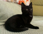 Кошки в Москве: Котенок Смородинка ищет дом Девочка, Бесплатно - фото 1