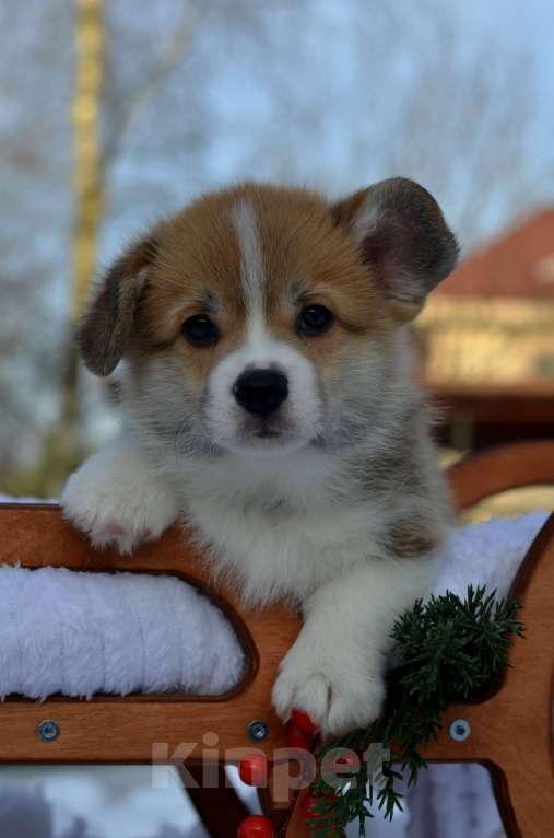 Собаки в Хотьково: Щенок вельш корги пемброк Мальчик, 60 000 руб. - фото 1