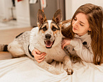 Собаки в Москве: Дольче в поисках дома Девочка, Бесплатно - фото 1