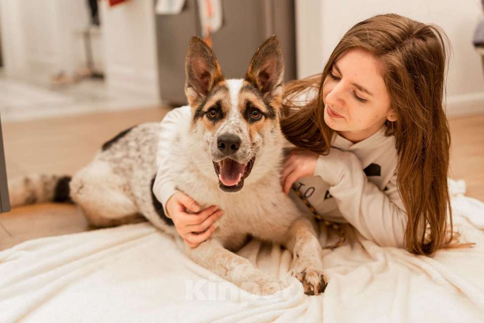 Собаки в Москве: Дольче в поисках дома Девочка, Бесплатно - фото 1
