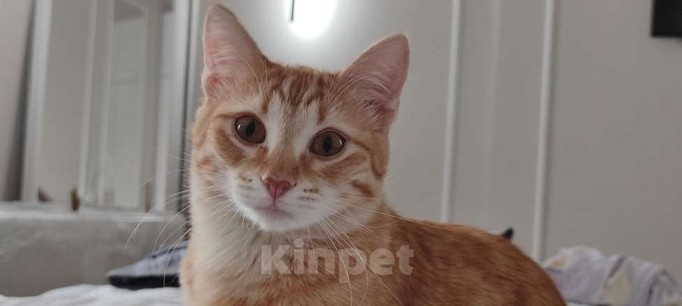 Кошки в Королеве: Котёнок Вишенка Девочка, Бесплатно - фото 4