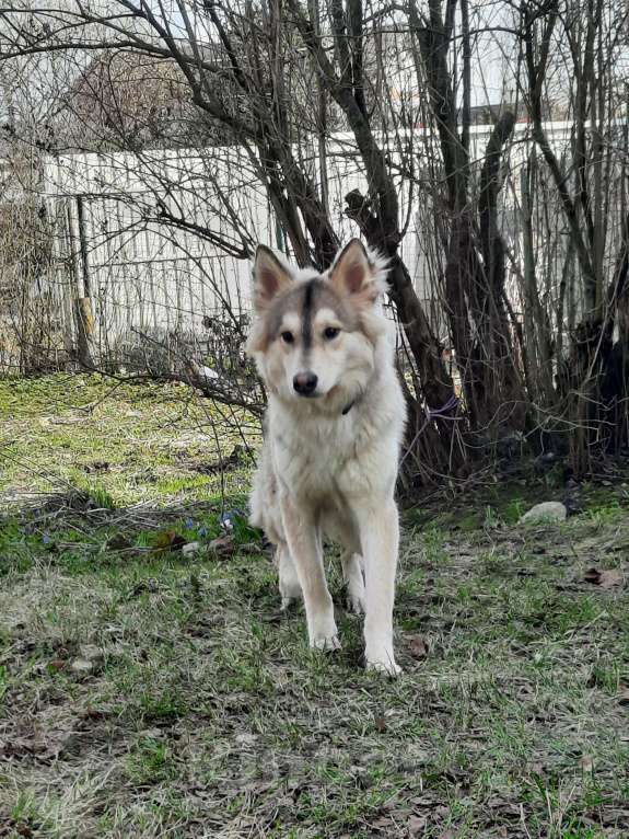 Собаки в Истре: Отдам лайку Мальчик, 1 руб. - фото 2