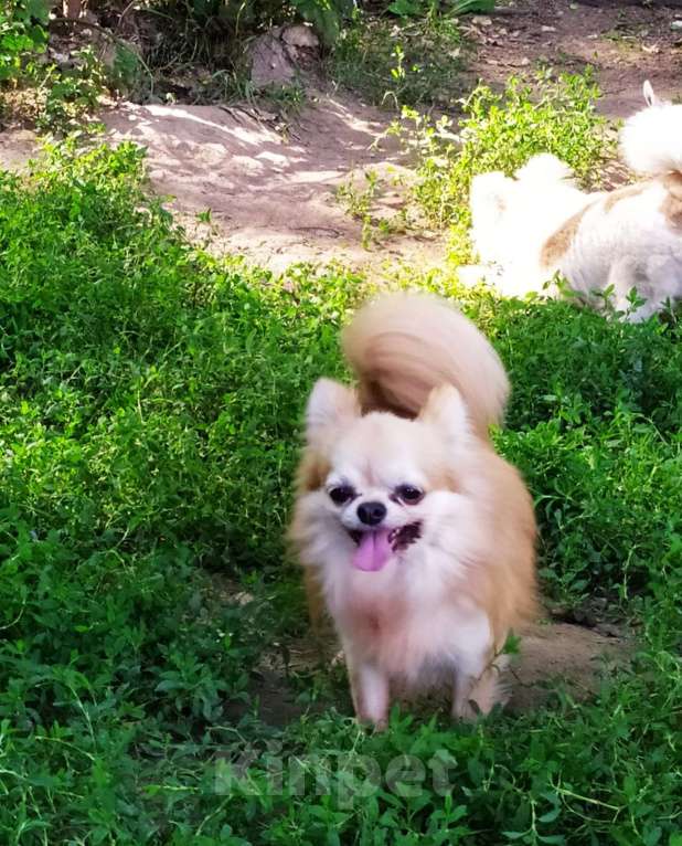 Собаки в Московском: красивый чихуахуа дш кобель чемпион для вязки Москва Мальчик, 10 000 руб. - фото 2