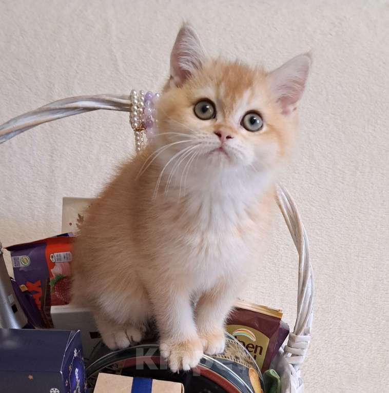 Кошки в Москве: Золотая шиншилла  Мальчик, 35 000 руб. - фото 1