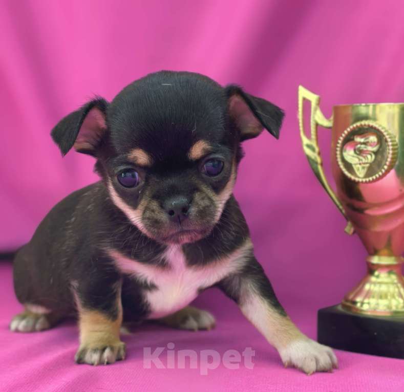 Собаки в Москве: Мальчик чихуахуа Мальчик, 35 000 руб. - фото 4