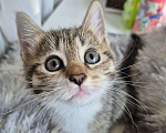 Кошки в Саратове: Котёнок Мальчик, Бесплатно - фото 7