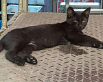 Кошки в Орлове: Кошечка в добрые руки., Бесплатно - фото 7