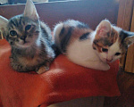 Кошки в Тамбове: Котята., 100 руб. - фото 6