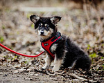 Собаки в Москве: Щенки — метисы корги в дар, Бесплатно - фото 4