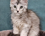 Кошки в Мытищах: Котёнок Мейн-кун Девочка, 40 000 руб. - фото 2