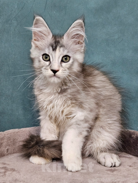 Кошки в Мытищах: Котёнок Мейн-кун Девочка, 40 000 руб. - фото 2