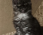 Кошки в Дмитрове: Котята мейн-кун Мальчик, 65 000 руб. - фото 1