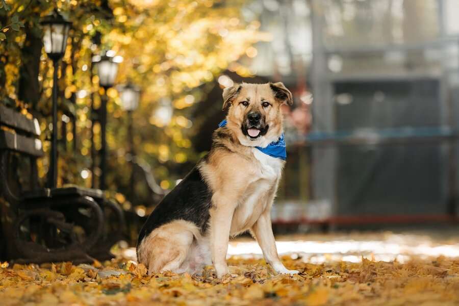 Собаки в Москве: Познакомьтесь с Дынькой — мягким гигантом с сердцем, полным добра. Мальчик, Бесплатно - фото 3