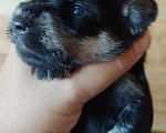 Собаки в Уфе: Высокопородные щенки цвергшнауцера Мальчик, Бесплатно - фото 1