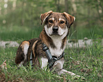 Собаки в Москве: Бакки Мальчик, Бесплатно - фото 1