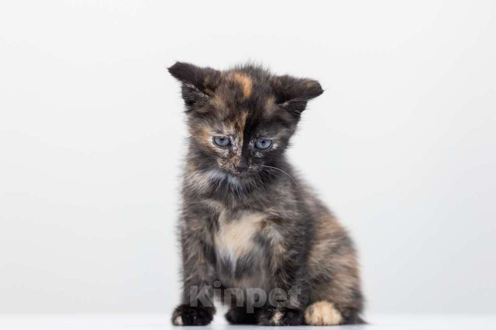 Кошки в Москве: Астра Девочка, Бесплатно - фото 2