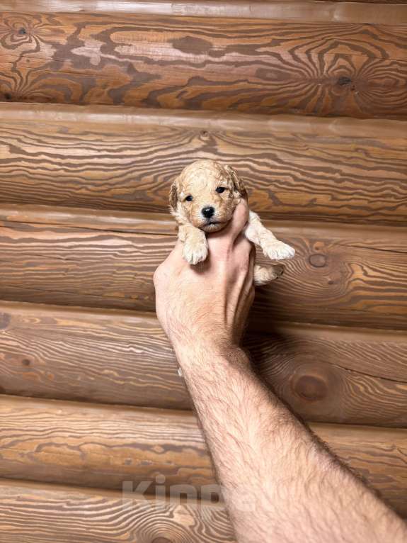 Собаки в Краснодаре: Той пудель щенок Девочка, 65 000 руб. - фото 4