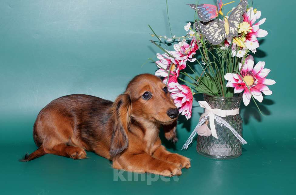 Собаки в Москве: Такса кроличья дш мрамор , яркий красавец Мальчик, 5 000 руб. - фото 10