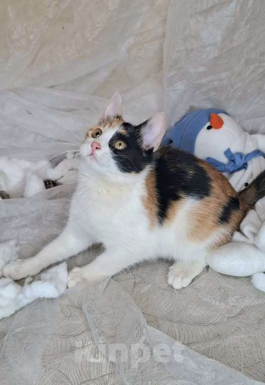 Кошки в Москве: Трехцветный котёнок в добрые руки  Девочка, Бесплатно - фото 9
