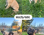 Собаки в Москве: Маленькие французики в поисках любящих хозяев🐾 Разнополые, 45 000 руб. - фото 4