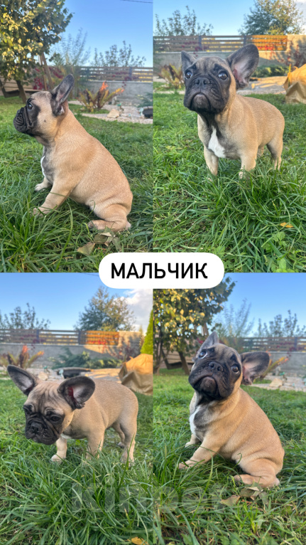 Собаки в Москве: Маленькие французики в поисках любящих хозяев🐾 Разнополые, 45 000 руб. - фото 4