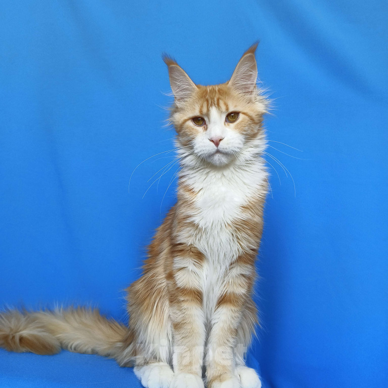 Кошки в Москве: Котенок Мейн-Кун Девочка Девочка, 40 000 руб. - фото 3