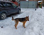 Собаки в Пушкино: Щенок Мухич ищет дом! Мальчик, Бесплатно - фото 4
