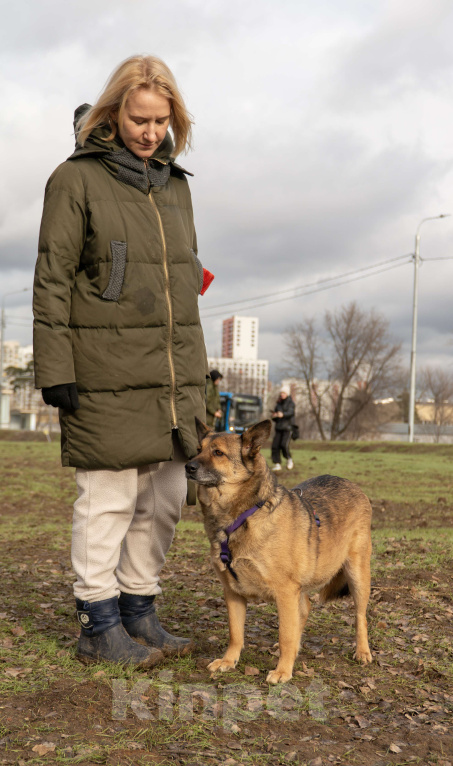 Собаки в Москве: Твист Мальчик, Бесплатно - фото 4