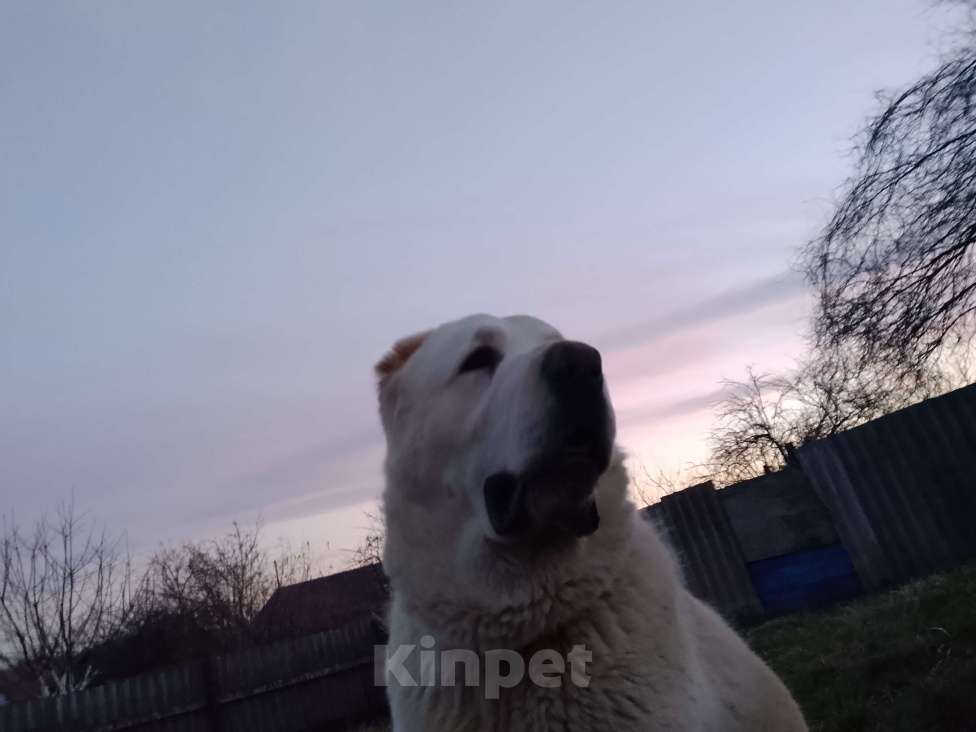 Собаки в других городах Краснодарского края: Алабай (САО) Мальчик, Бесплатно - фото 6