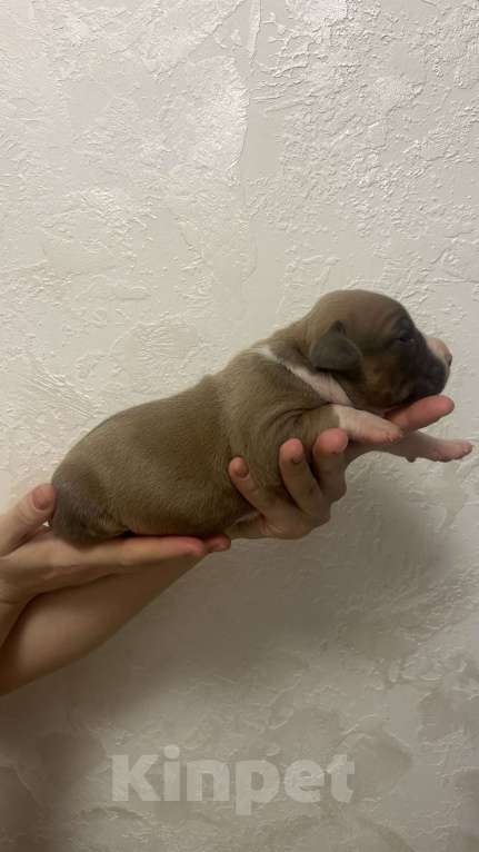 Собаки в Ельце: Щенки АСТ Девочка, 55 000 руб. - фото 6