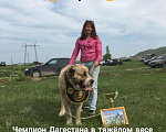 Собаки в Москве: Шикарная девочка Кавказского Волкодава!  Девочка, 35 000 руб. - фото 2