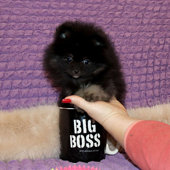 Крошка Померанского шпица