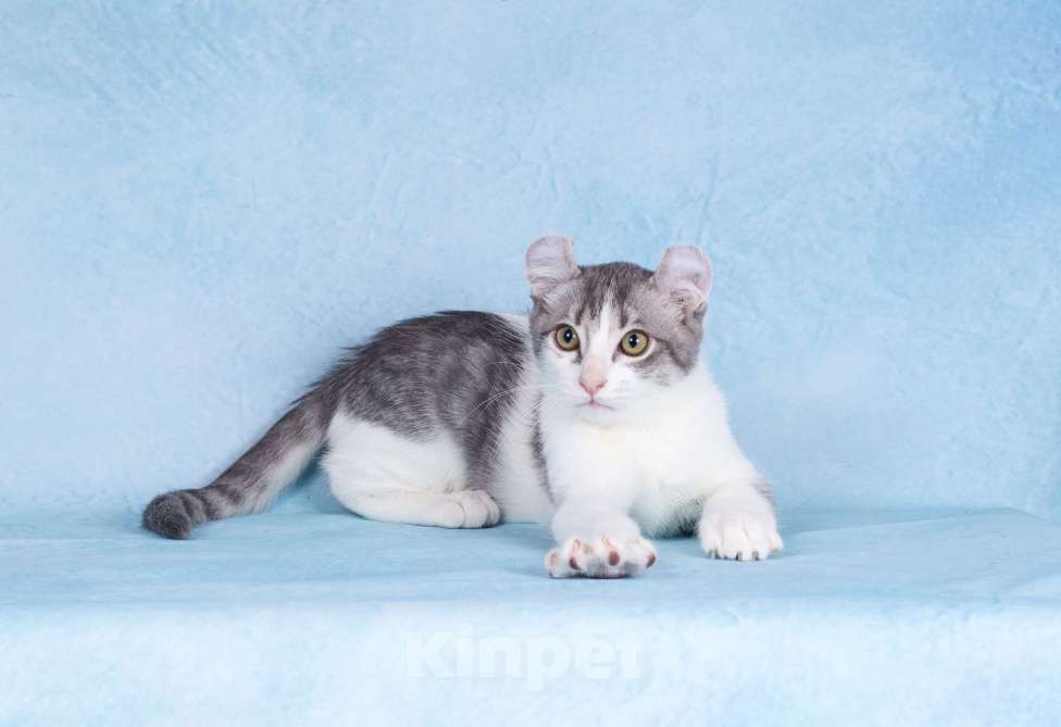 Кошки в Москве: Американский кёрл Мальчик, Бесплатно - фото 4