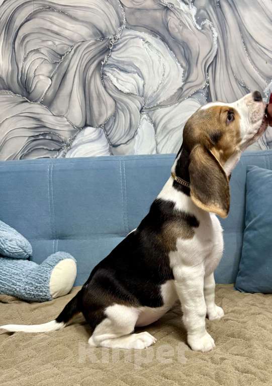 Собаки в Москве: Щенки Бигль Мальчик, 45 000 руб. - фото 7