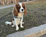 Собаки в Таганроге: Кавалер Кинг Чарльз  Мальчик, 40 000 руб. - фото 6