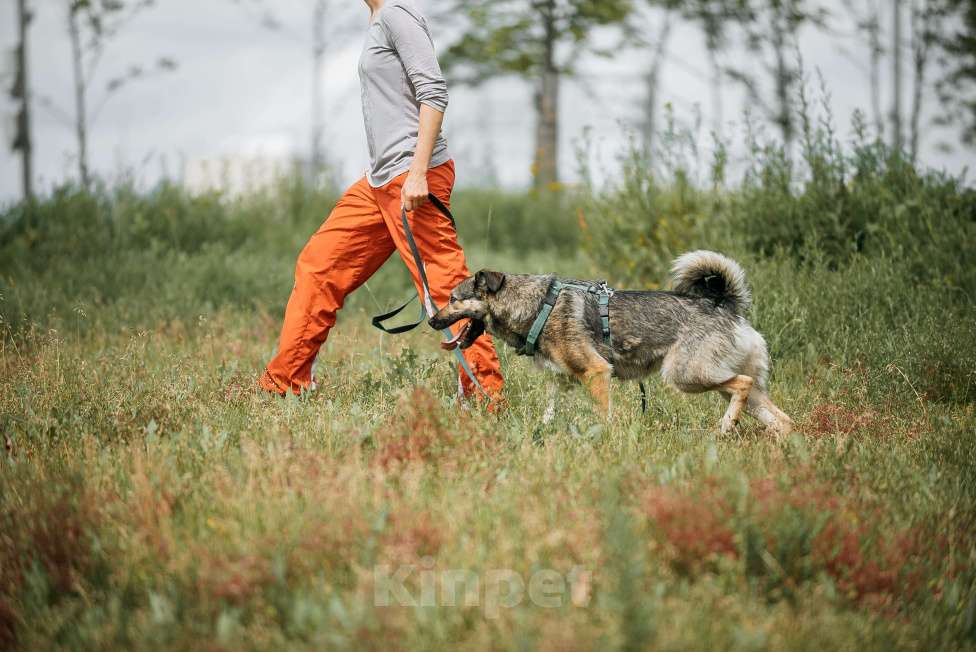 Собаки в Москве: Энергия Солнца и Нежность Шёлка! Девочка, Бесплатно - фото 3