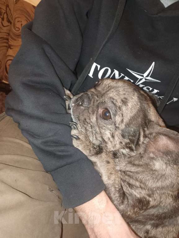 Собаки в Георгиевске: Щенок французского бульдога  Мальчик, 22 000 руб. - фото 4