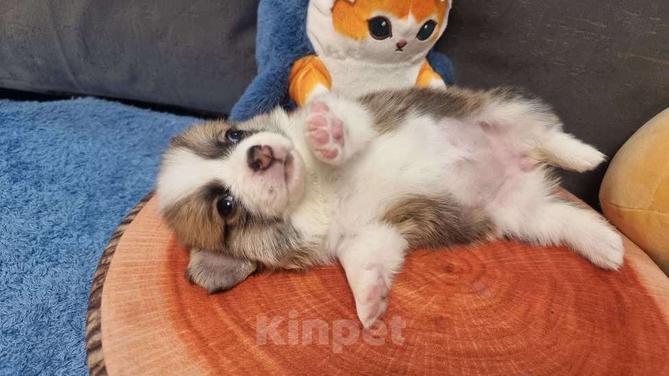 Собаки в Москве: Элитные щенки Мальчик, 85 000 руб. - фото 2