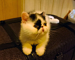 Кошки в Самаре: продажа котенка Мальчик, 20 000 руб. - фото 2