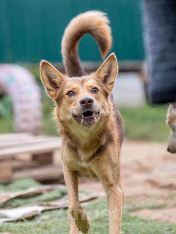 Собаки в Москве: Шерлок Мальчик, Бесплатно - фото 3