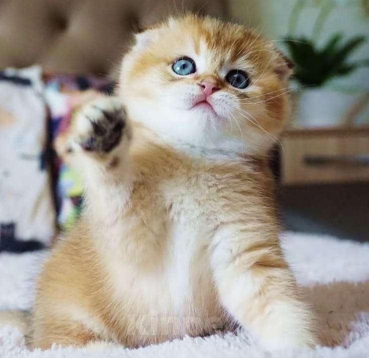 Кошки в Москве: Шотландские котята Мальчик, 35 000 руб. - фото 2