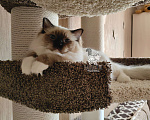 Кошки в Санкт-Петербурге: Шикарный котик рэгдолл Мальчик, Бесплатно - фото 2