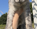 Кошки в Москве: Котенок Мейнкун Девочка, 100 000 руб. - фото 1