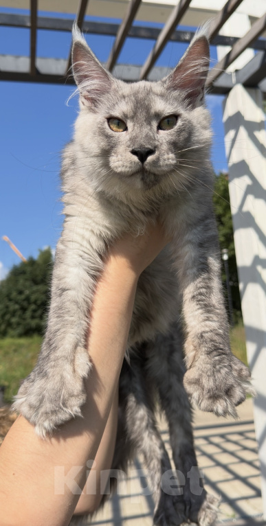 Кошки в Москве: Котенок Мейнкун Девочка, 100 000 руб. - фото 1